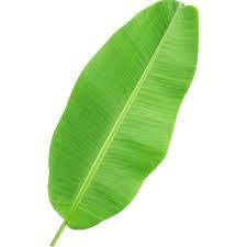 Banana Leaf Disposable Plates - Eco-Friendly Natural Material, Perfect for Parties and Events