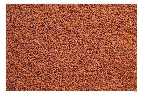 Low Price Asaliya Seed