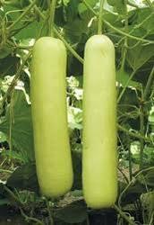 Fresh Green Bottle Gourd