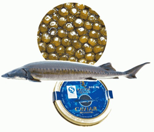 Kaluga Caviar (Huso Dauricus)