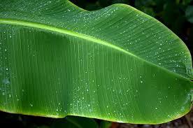 Natural Green Banana Leaf