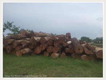 Balsamo Wood Timber Log