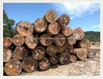 Jatoba Wood Timber Log