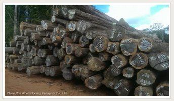 Wamara Wood Timber Log