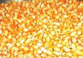 Premium Grade Yellow Corn Maize - High Nutritive Value, Low Fat & High Protein Source For Cattle And Poultry