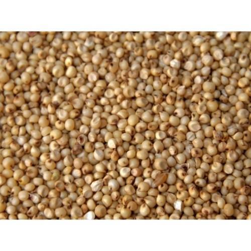 Finest Grade Jowar Grain