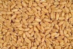High In Protein Common Wheat