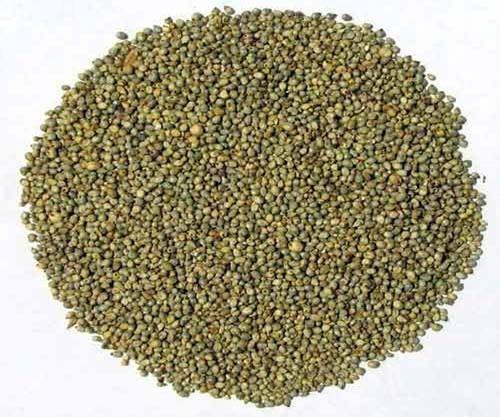 Highly Reliable Bajra Grain