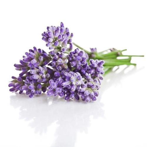 Boost Memory Fresh Lavender Essential Oil