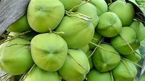 Green Raw Tender Coconut