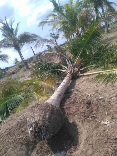 Hybrid Coconut Trees
