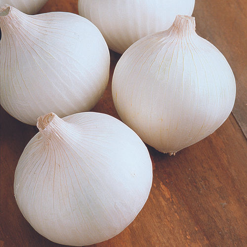 Organic White Onion