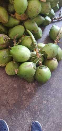 Fresh Green Tender Coconuts