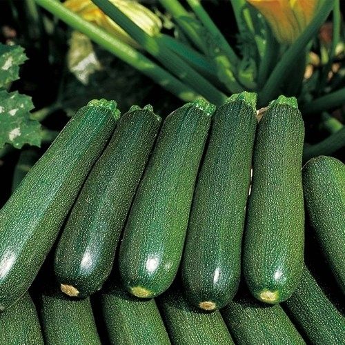 Blue Fresh Zucchini Green - 20Cm