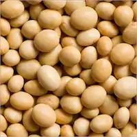 High Grade Soya Bean