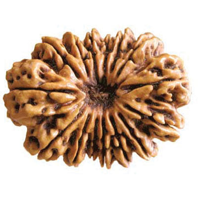 15 Mukhi Rudraksha Bead