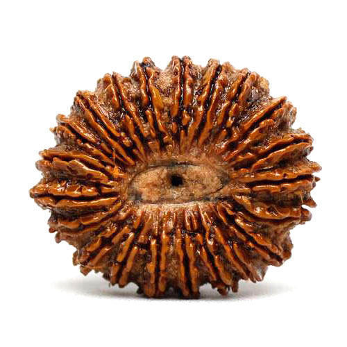 21 Mukhi Rudraksha Bead