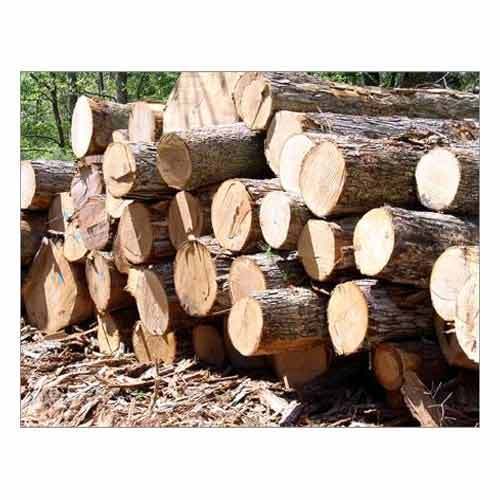 Best Price Timber Logs Application: Industrial