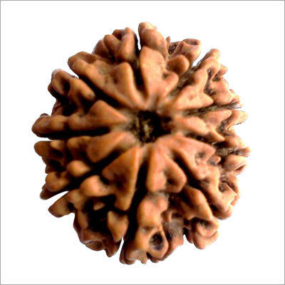 Natural 9 Mukhi Rudraksha Place Of Origin: Nepal