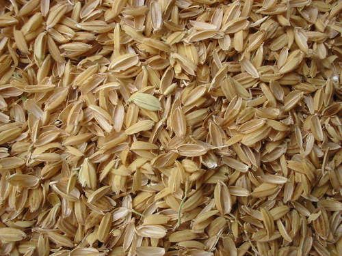 Rice Husk (Hull)