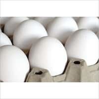 Fresh White Poultry Eggs