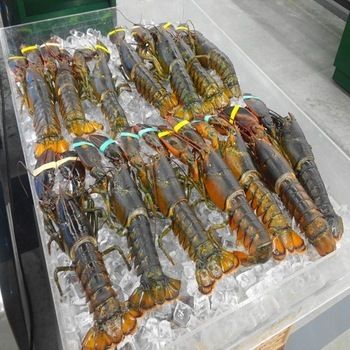Fresh Live Spiny Lobster