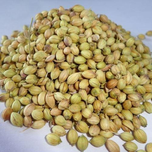 Impurity Free Coriander Seeds