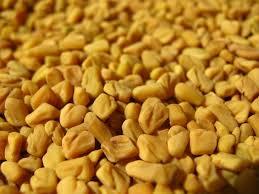 High Nutritional Value Fenugreek