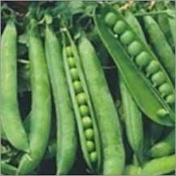 Organic Green Pea Seed