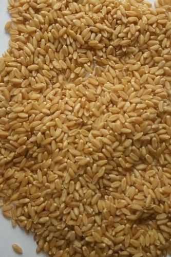 Premium Indian Milling Wheat