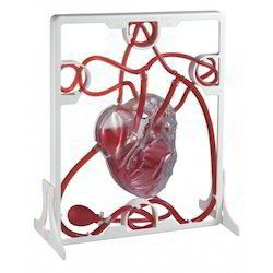 Pumping Heart Model Of Human