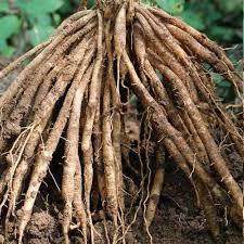 Fresh And Dry Shatavari Root