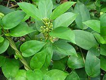 Gymnema Sylvestre Plant