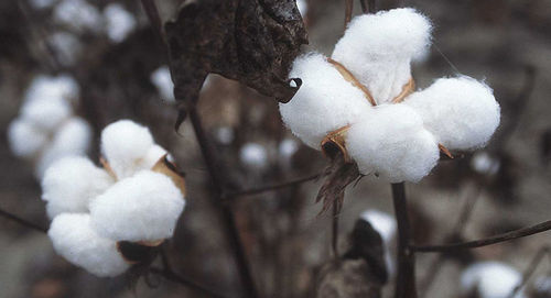 High Grade Raw Cotton