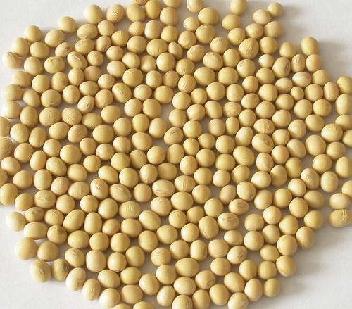 High Grade Soya Bean