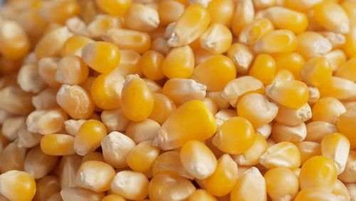 Organic Yellow Maize