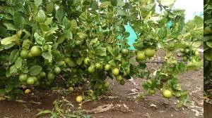 Seedless Lemon Plant