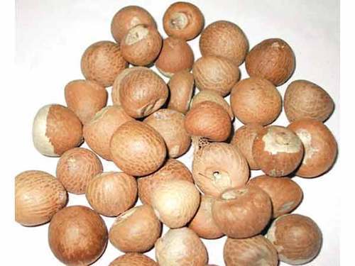 Betel Nuts High Grade Arecanut Palm