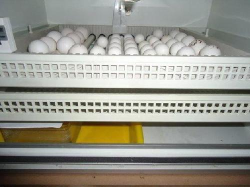 Pet Bird Hatching Eggs
