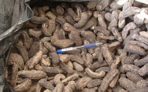 All Type Dried Sea Cucumber