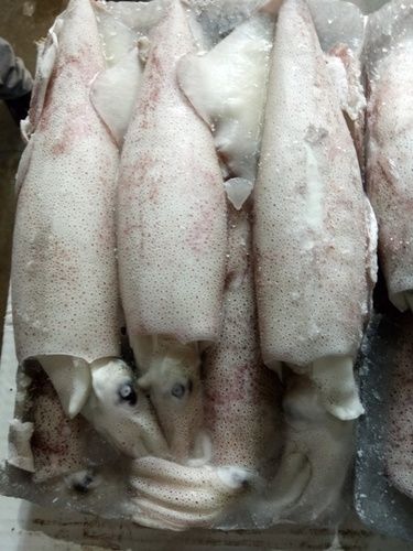 Frozen Squid Whole Fish