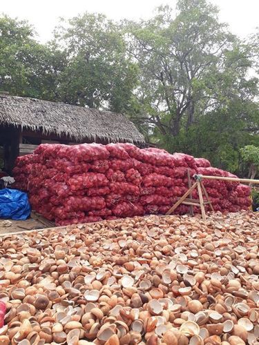 Common Grade 1 White Coconut Copra