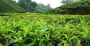 Agriculture Tea Leaf