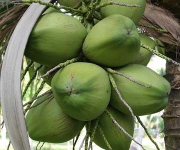 Fresh Mature Semi Coconut