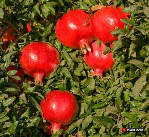 100% Natural Fresh Pomegranate