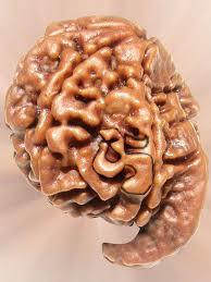 Best Quality Rudraksha