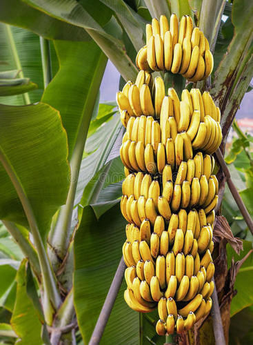 Karnataka Origin Fresh Banana