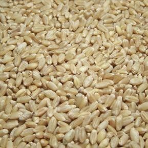 Organic Wheat Seeds - Premium Quality, Fully Organic Cultivation Methods, Pesticide-Free, Optimal for Sustainable Farming