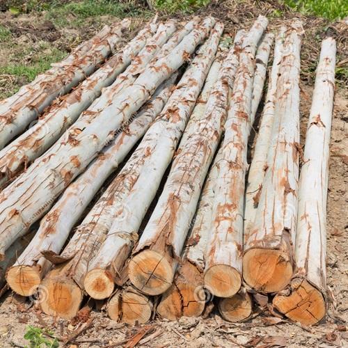 Safeda (Eucalyptus) Wooden Logs