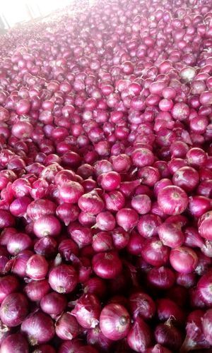 Fresh Red Onion